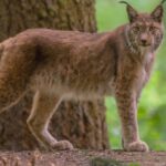 un barbat din iasi a luat cu el in vizita la rudele din falticeni un ras care a fugit pe strazile orasului 68a176940a2d3 1