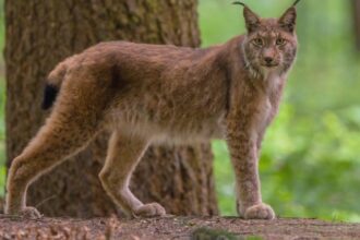 un barbat din iasi a luat cu el in vizita la rudele din falticeni un ras care a fugit pe strazile orasului 68a176940a2d3 1