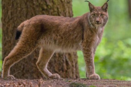 un barbat din iasi a luat cu el in vizita la rudele din falticeni un ras care a fugit pe strazile orasului 68a176940a2d3 1