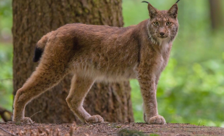 un barbat din iasi a luat cu el in vizita la rudele din falticeni un ras care a fugit pe strazile orasului 68a176940a2d3 1