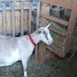 un botosanean de 32 de ani a fost retinut dupa ce a omorat caprele vecinului cum s a ajuns la aceasta fapta 689d94a5bd923