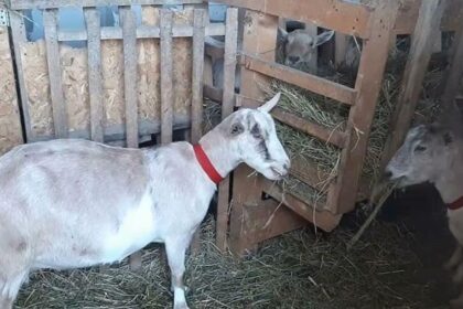 un botosanean de 32 de ani a fost retinut dupa ce a omorat caprele vecinului cum s a ajuns la aceasta fapta 689d94a5bd923