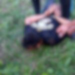 un individ cautat de 2 saptamani pentru viol a fost prins de politistii ieseni intr o padure 688e53e1468ef