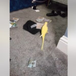 un papagal vorbitor i a ajutat pe politisti sa bage in inchisoare o retea de traficanti de droguri din marea britanie 6894982042b67