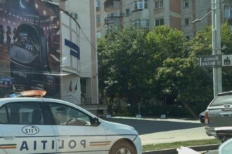 un pui de vulpe a fost legat si tarat de un autoturism pe un bulevard din municipiul iasi 68a30c9e092c6