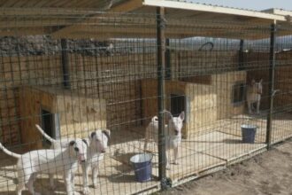 un sfert de milion de lei pentru intocmirea proiectului tehnic aferent padocului metropolitan unde va fi construit 68a7c0f6d07d5