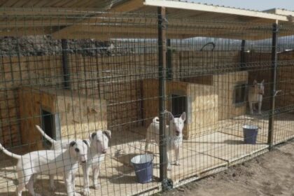 un sfert de milion de lei pentru intocmirea proiectului tehnic aferent padocului metropolitan unde va fi construit 68a7c0f6d07d5