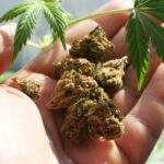 un tanar iesean a ajuns sa dea pe jumatate de gram de cannabis aproape 5 300 de lei 68929e253cb34