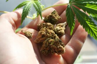 un tanar iesean a ajuns sa dea pe jumatate de gram de cannabis aproape 5 300 de lei 68929e253cb34