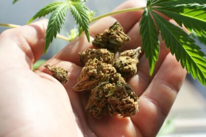 un tanar iesean a ajuns sa dea pe jumatate de gram de cannabis aproape 5 300 de lei 68929e253cb34