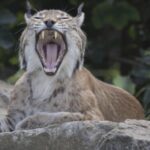 video alerta in suceava ras pierdut pe strazile din falticeni animalul salbatic fusese scos la plimbare in lesa 68a0e0fdad063