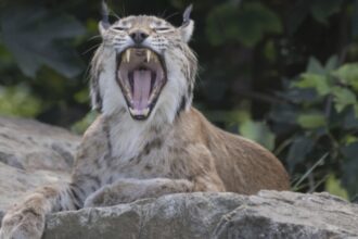 video alerta in suceava ras pierdut pe strazile din falticeni animalul salbatic fusese scos la plimbare in lesa 68a0e0fdad063