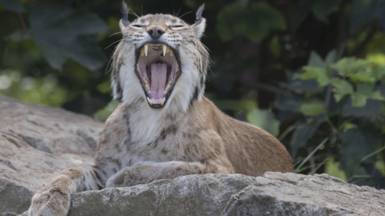 video alerta in suceava ras pierdut pe strazile din falticeni animalul salbatic fusese scos la plimbare in lesa 68a0e0fdad063