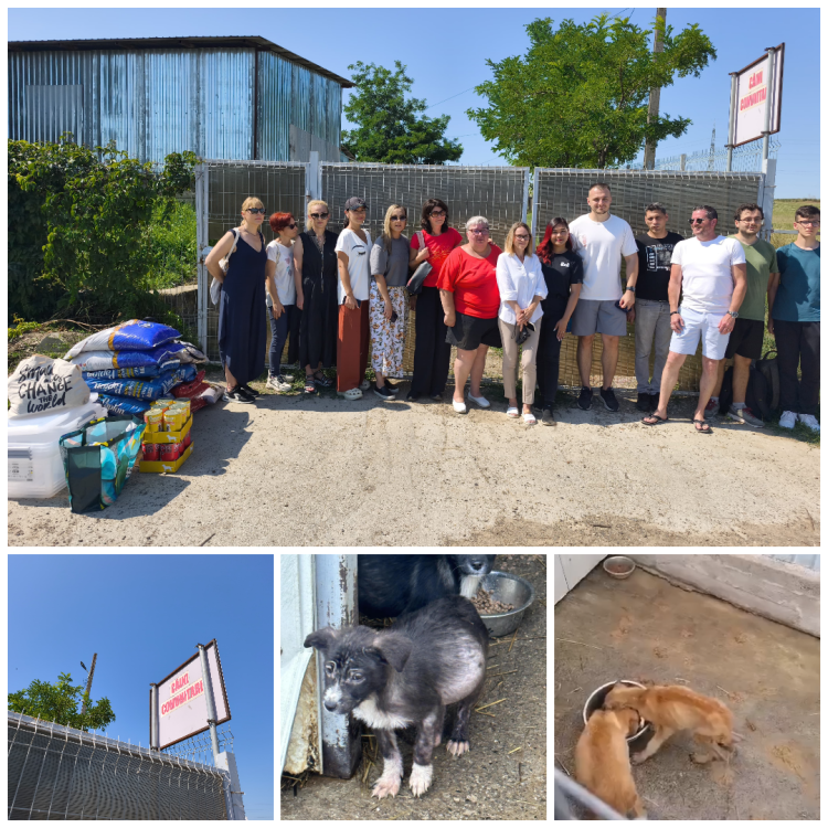 video cateii de la padocul miroslava mananca doar dupa programul primariei zeci de voluntari au ramas in fata portilor incuiate 688e3be6ca657