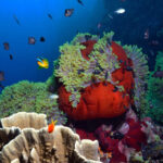 video marea bariera de corali sufera cel mai grav declin din istorie 689305ebc3167