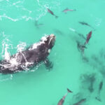 video o prietenie subacvatica balenele si delfinii nu doar coexista ci se cauta reciproc imagini cu interactiuni spectaculoase studiu 68a2a9f4dfade