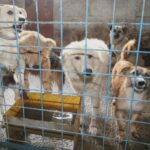 zmi promite un padoc ultradotat pentru animale inclusiv cu incinerator dar nu are bani sa l construiasca unde va fi amenajat 68a91656b426d