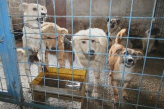 zmi promite un padoc ultradotat pentru animale inclusiv cu incinerator dar nu are bani sa l construiasca unde va fi amenajat 68a91656b426d