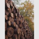 90 la suta dintre directorii romsilva isi pierd functiile 68bac3d987dd8