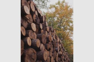 90 la suta dintre directorii romsilva isi pierd functiile 68bac3d987dd8