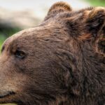 alerta de urs in judetul mures un barbat a fost atacat cum a reusit sa scape din ghearele fiarei salbatice 68c56d54ac0bb