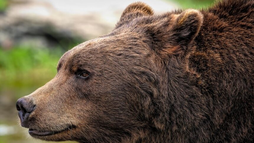 alerta de urs in judetul mures un barbat a fost atacat cum a reusit sa scape din ghearele fiarei salbatice 68c56d54ac0bb