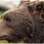 alerta de urs la mai putin de 20 de kilometri de targoviste autoritatile au tremis mesaj ro alert 68d6e0a960886