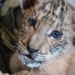 alerta la o gradina zoo din suceava copil muscat de ligru o fetita atacata de maimuta 68b97bdd91c13