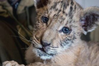 alerta la o gradina zoo din suceava copil muscat de ligru o fetita atacata de maimuta 68b97bdd91c13