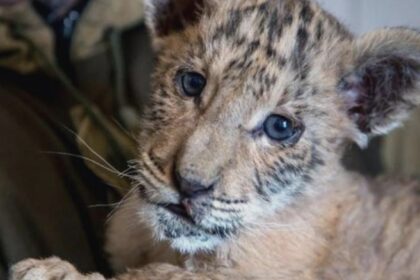 alerta la o gradina zoo din suceava copil muscat de ligru o fetita atacata de maimuta 68b97bdd91c13