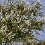 alerta meteo vant puternic si rafale de pana la 100 km h pana duminica seara 68c51c07662b9