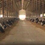 alerta sanitara focar de rabie intr un intreg judet din romania 68d8f83dc17cf