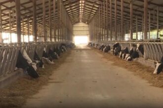 alerta sanitara focar de rabie intr un intreg judet din romania 68d8f83dc17cf