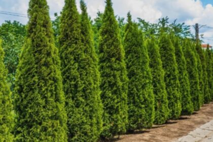 arborii ornamentali cu care poti sa inlocuiesti tuia motivul pentru care trebuie sa renunti la acest conifer 68b9e7b5a56b4