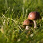 barbat lovit in cap in urma unui scandal legat de locul de cules ciuperci agresorul retinut de politisti 68d8244e39942