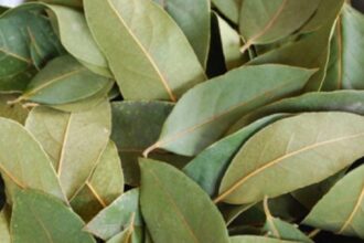 beneficiile frunzelor de dafin sigur nu stiai asta 68c5697bc8362