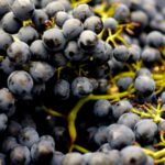 cand si cui este contraindicat consumul de must conform specialistilor 68c6eb0a34280