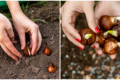 care este cel mai bun moment pentru a planta bulbii de flori secretul gradinarilor cu experienta a iesit la iveala 68d50b4e7360a