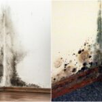 care este diferenta dintre mucegai si igrasie solutiile simple care te scapa de ele fara prea multe batai de cap 68c98cb63cce4