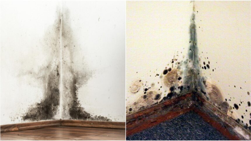 care este diferenta dintre mucegai si igrasie solutiile simple care te scapa de ele fara prea multe batai de cap 68c98cb63cce4