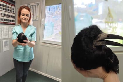 cazuri iesite din comun la iasi la veterinar cum a ajuns un soim la cabinet intre pisici si caini 68d685958fe21