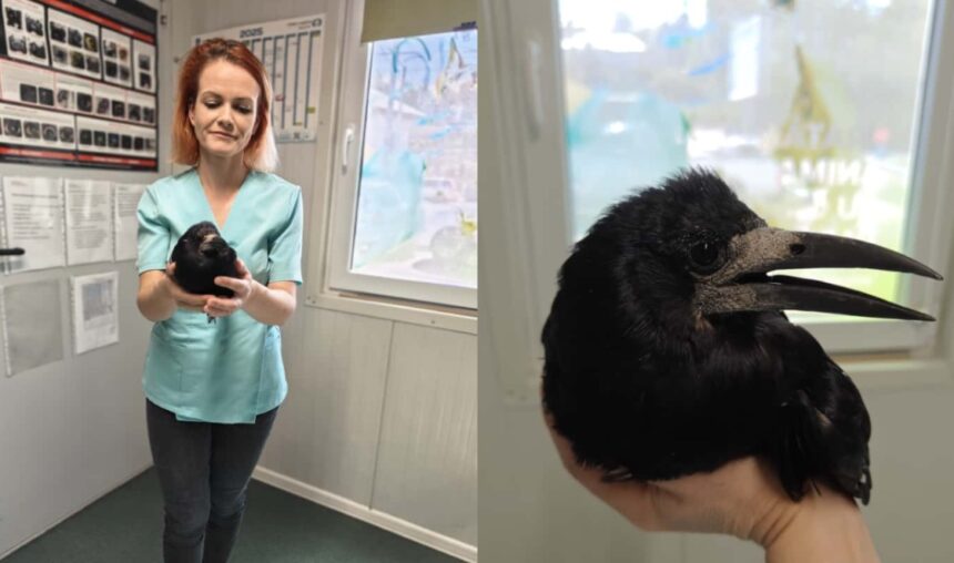 cazuri iesite din comun la iasi la veterinar cum a ajuns un soim la cabinet intre pisici si caini 68d685958fe21