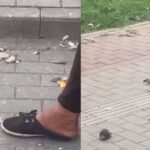 ce a patit femeia care a ucis si a mancat un porumbel in centrul iasului 68c44f39bc31e