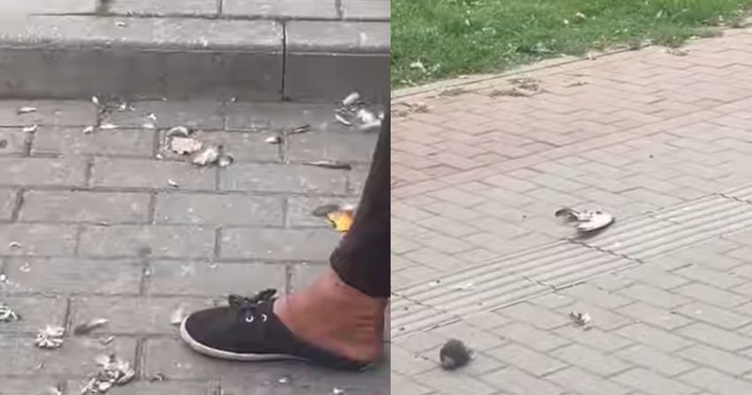 ce a patit femeia care a ucis si a mancat un porumbel in centrul iasului 68c44f39bc31e