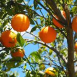 ce salariu are un roman la cules de portocale in spania sezonul 2025 aduce mii de locuri de munca in agricultura 68dbddf418cb7