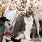 cel mai betiv animal din lume consuma echivalentul unei halbe de bere pe zi si tot nu se satura 68cbffb45f979