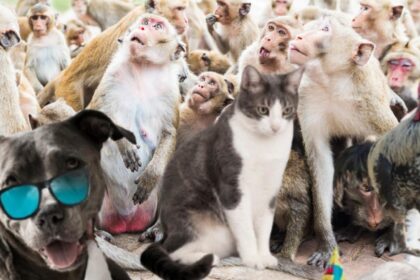 cel mai betiv animal din lume consuma echivalentul unei halbe de bere pe zi si tot nu se satura 68cbffb45f979