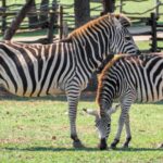 cele mai ridicole experimente ale oamenilor de stiinta premiate la ig nobel 2025 laptele cu usturoi si vacile vopsite in dungi 68cd0ace5b7b2