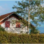 copacii pe care nu trebuie sa ii plantezi langa casa avertismentul specialistilor 68cdc2ca57322