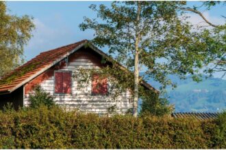 copacii pe care nu trebuie sa ii plantezi langa casa avertismentul specialistilor 68cdc2ca57322